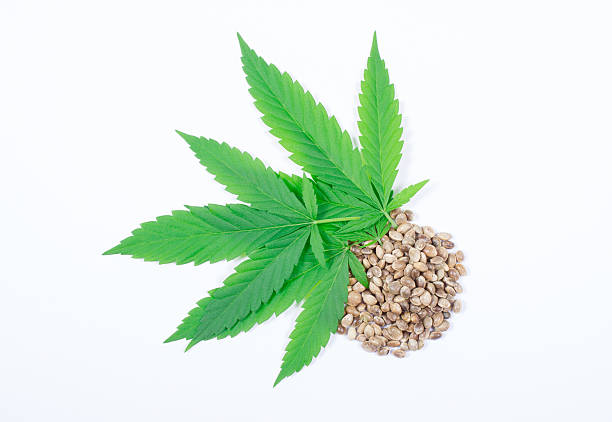 semillas de marihuana feminizadas y autoflorecientes a granel 1 euro