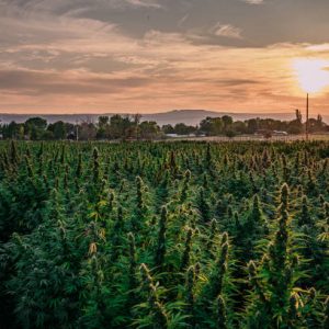 Semillas De Marihuana Para Exterior 1€