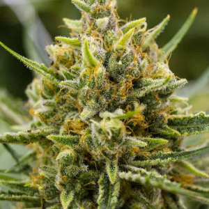 tangie-feminizada-granel_1€