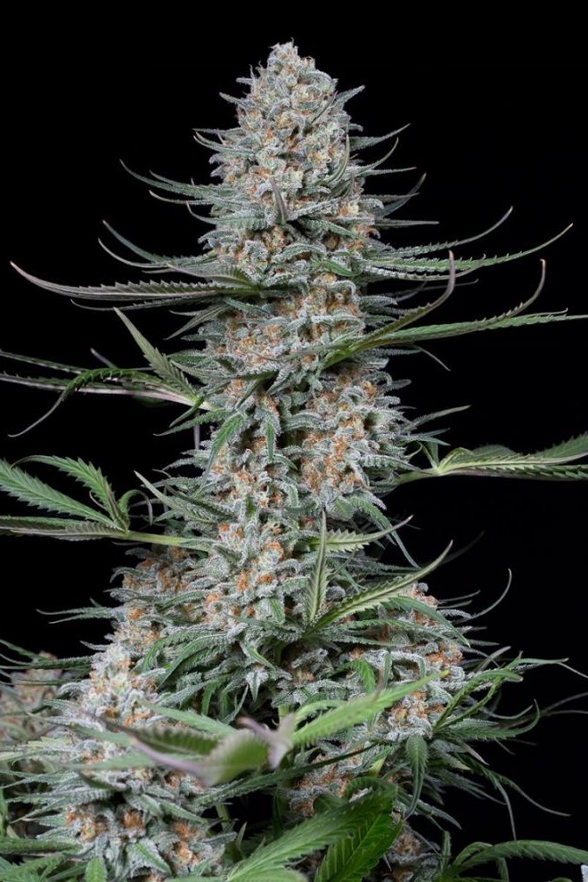 Lemon Kush Fast Version