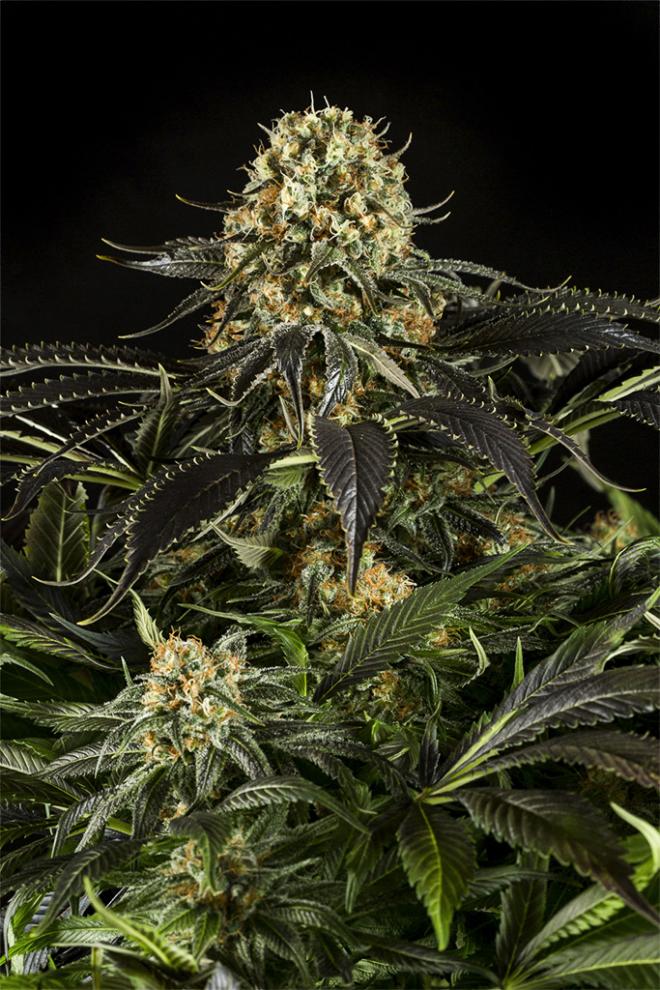 Papaya Punch x Gorilla Cookies