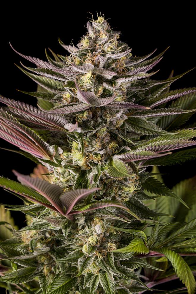 blue kush feminizada