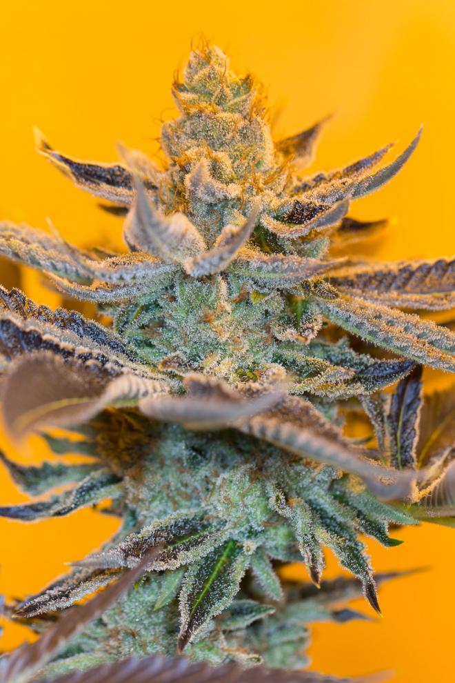 zkittlez x sunset sherbet